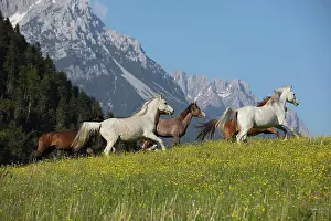 Wilder: Thoroughbred Arabian mare herd on the meadow at
