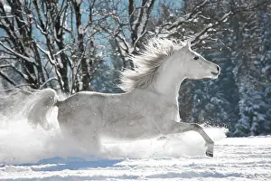 Cantering: Thoroughbred Arabian mare in the snow, Tyrol, Austria