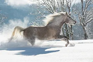 Gallop: Thoroughbred Arabian mare in the snow, Tyrol, Austria