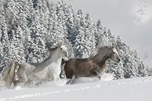 Mares: Thoroughbred Arabian mares in the snow, Tyrol, Austria
