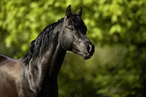 Gloss: Thoroughbred Arabian stallion black in portrait