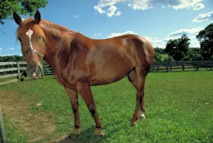 Thoroughbreds: Thoroughbred Draft Cross