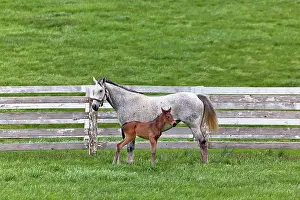 Morgan: Thoroughbred and Foal
