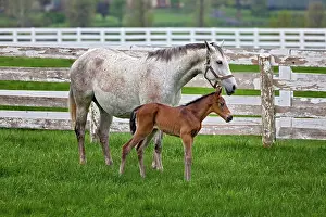Morgan: Thoroughbred and Foal