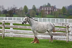 Morgan: Thoroughbred and Foal