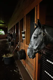 Stall: Thoroughbred horse