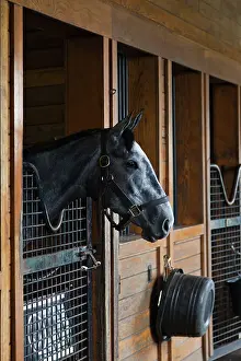 Stall: Thoroughbred horse