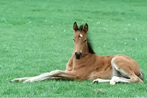 Foals: THOROUGHBRED HORSE - foal
