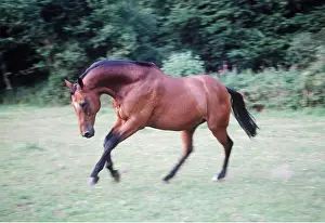 Galloping: THOROUGHBRED HORSE - galloping