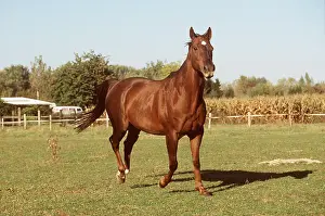 Pure: THOROUGHBRED HORSE (Pure blood) - in field