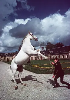 Rearing: Thoroughbred Horse - rearing