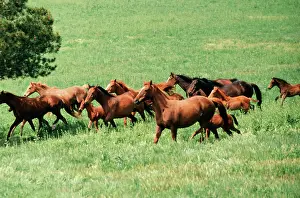 Thoroughbreds: THOROUGHBRED HORSES