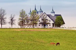 Lexington: Thoroughbred Horses Grazing