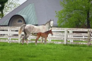 Morgan: Thoroughbred Mare and Foal