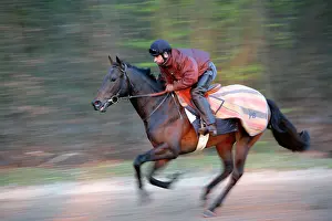 Trained: Thoroughbred racehorse being trained at speed by rider