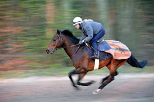 Trained: Thoroughbred racehorse being trained at speed by rider