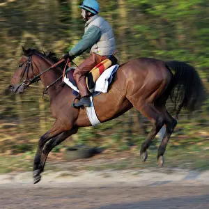 Trained: Thoroughbred racehorse being trained at speed by rider