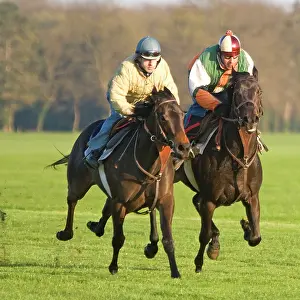 Trained: Thoroughbred racehorses being trained at speed by riders