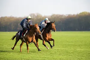Trained: Thoroughbred racehorses being trained at speed by riders