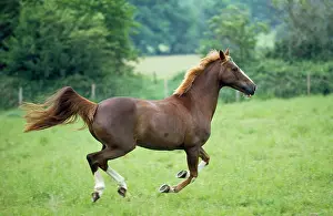 Thoroughbreds: Thoroughbred x Arab Horse - galloping