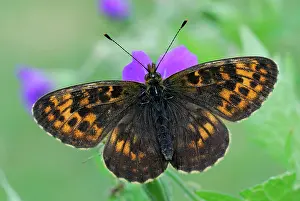 Fritillaries: Thor's Fritillary