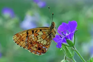 Fritillaries: Thor's Fritillary