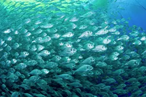 Fullness: Thousand of Gilt-head bream, Sparus aurata, inside a sea cag