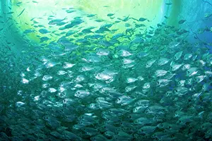 Fullness: Thousand of Gilt-head bream, Sparus aurata, inside a sea cag