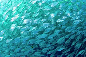Fullness: Thousand of Gilt-head bream, Sparus aurata, inside a sea cag