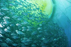 Fullness: Thousand of Gilt-head bream, Sparus aurata, inside a sea cag