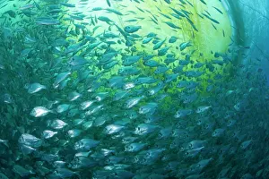 Fullness: Thousand of Gilt-head bream, Sparus aurata, inside a sea cag
