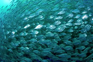 Fullness: Thousand of Gilt-head bream, Sparus aurata, inside a sea cag