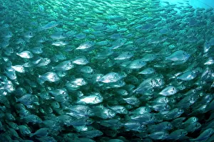 Fullness: Thousand of Gilt-head bream, Sparus aurata, inside a sea cag