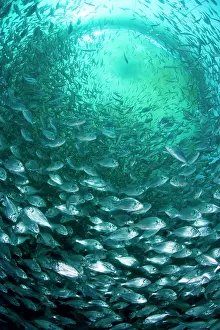 Fullness: Thousand of Gilt-head bream, Sparus aurata, inside a sea cag