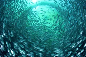 Fullness: Thousand of Gilt-head bream, Sparus aurata, inside a sea cag