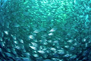 Fullness: Thousand of Gilt-head bream, Sparus aurata, inside a sea cag