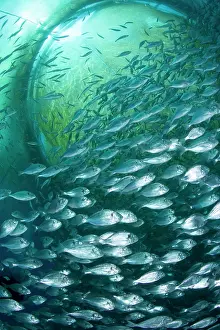 Fullness: Thousand of Gilt-head bream, Sparus aurata, inside a sea cag