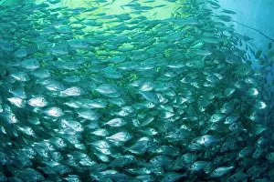 Fullness: Thousand of Gilt-head bream, Sparus aurata, inside a sea cag