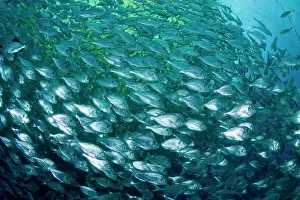 Fullness: Thousand of Gilt-head bream, Sparus aurata, inside a sea cag