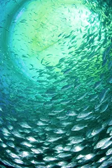 Fullness: Thousand of Gilt-head bream, Sparus aurata, inside a sea cag