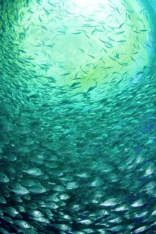 Fullness: Thousand of Gilt-head bream, Sparus aurata, inside a sea cag