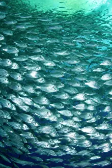 Fullness: Thousand of Gilt-head bream, Sparus aurata, inside a sea cag