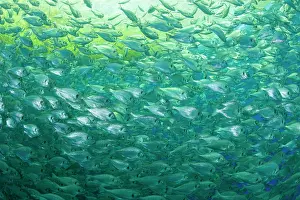 Fullness: Thousand of Gilt-head bream, Sparus aurata, inside a sea cag