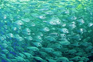 Fullness: Thousand of Gilt-head bream, Sparus aurata, inside a sea cag