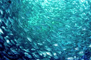 Fishery: Thousand of Gilt-head bream, Sparus aurata, inside a sea cag