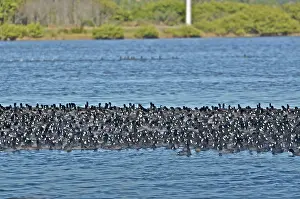 Coots: Thousands of American Coots