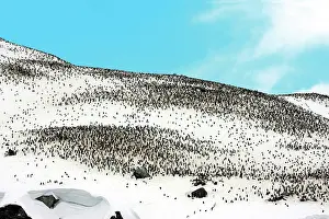 Thousand: Thousands of Gentoo penguins and chicks