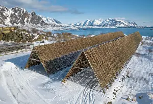 Austvgy: Thousands and thousands of stockfish Fish heads
