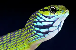 Angola: Thrasops aethiopissa Rhamnophis aethiopissa Rham
