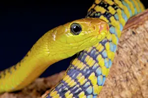 Rwanda: Thrasops jacksonii Thrasops